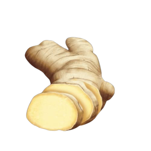 Ginger